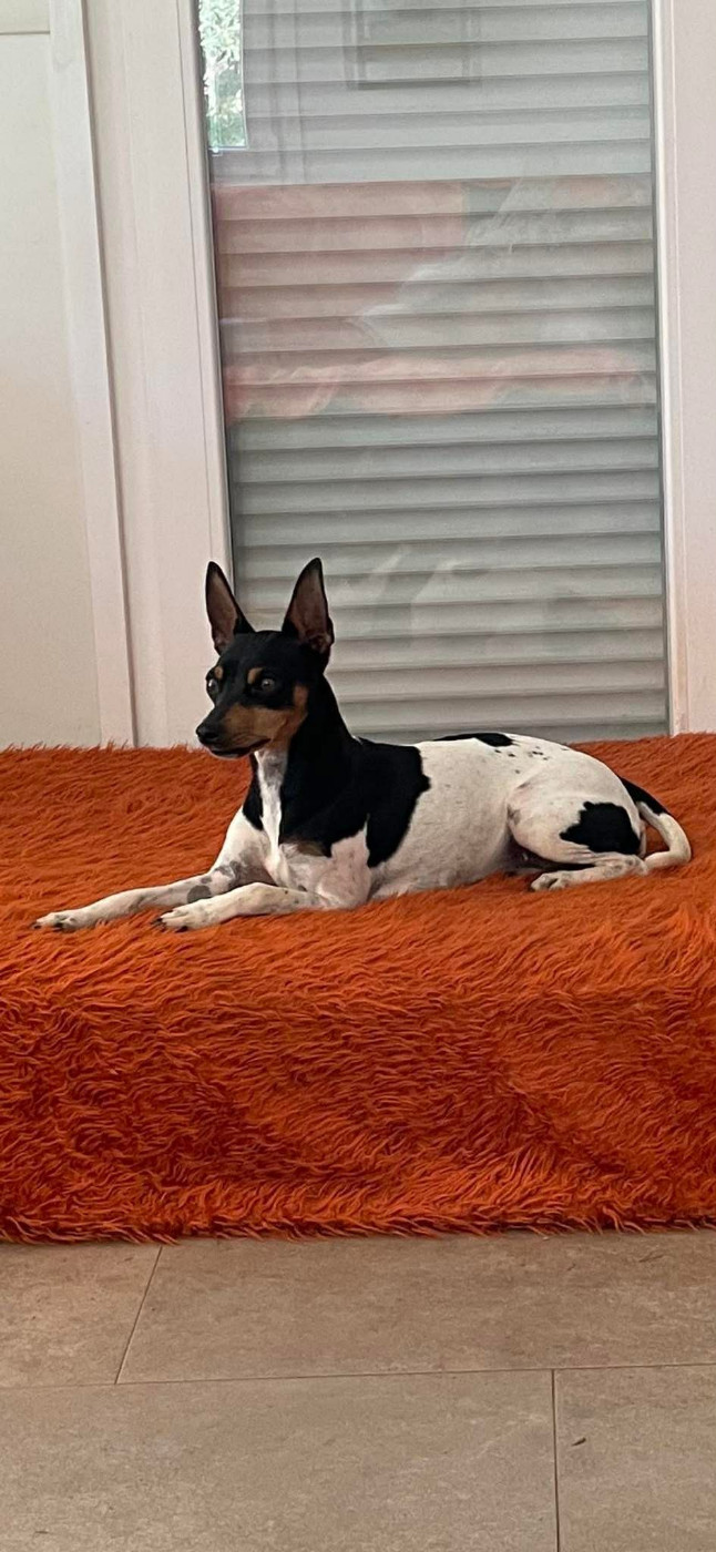 CH. Randeros Gema dite Salsa