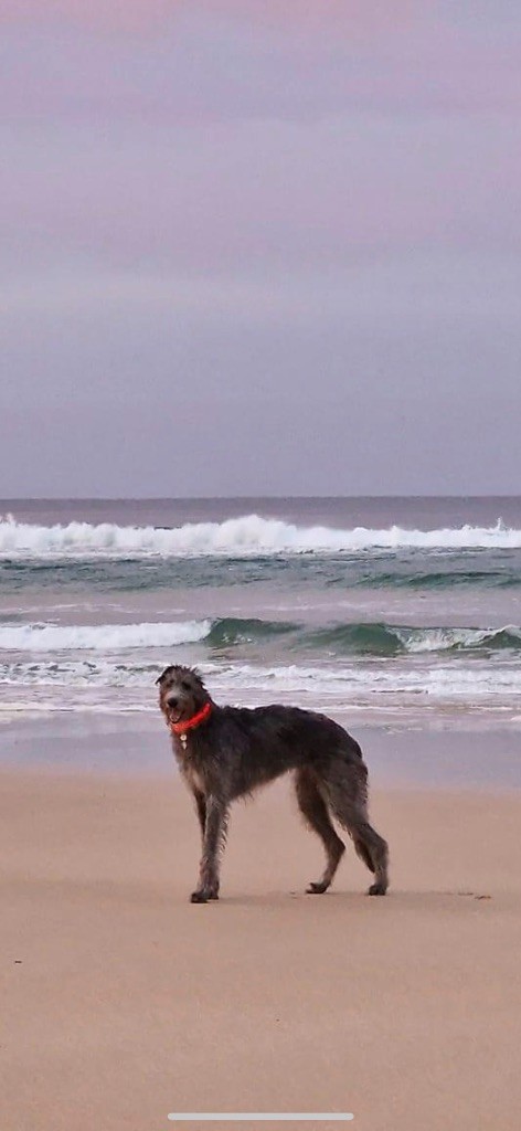Stornoway scottish wee dog of Muma