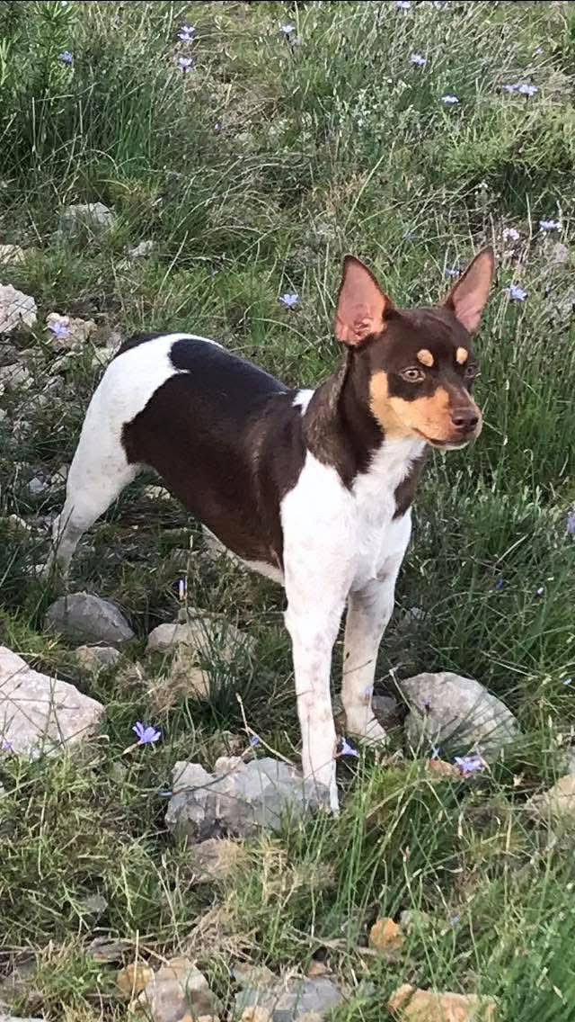 CH. Randeros Señorita Muma dite Pippa