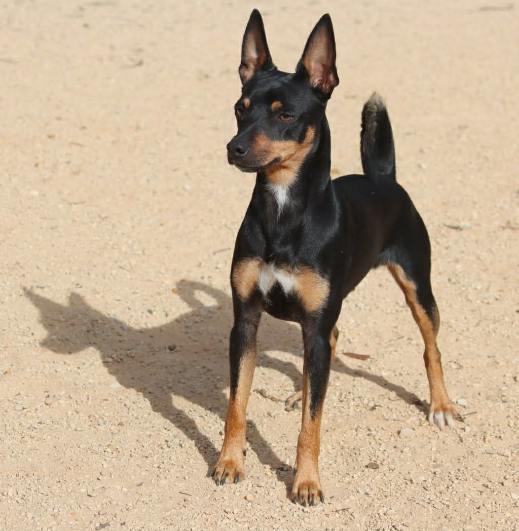 Des BB pour fin mars 2026 !!