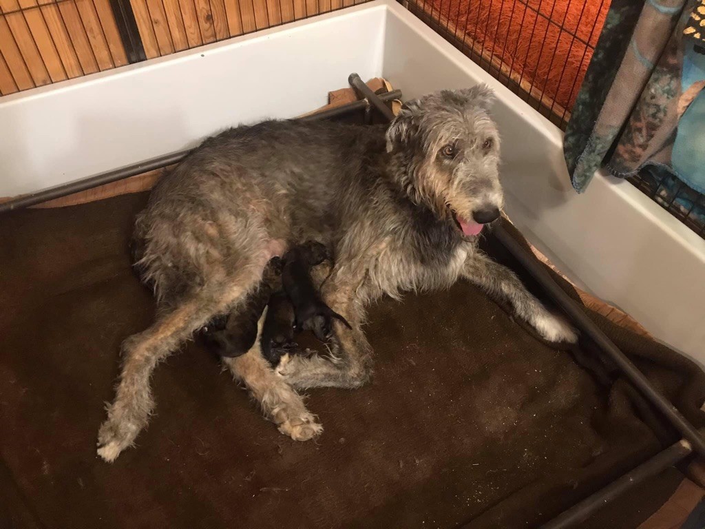 Les chiots de Margot et Nar Galahad sont nés 