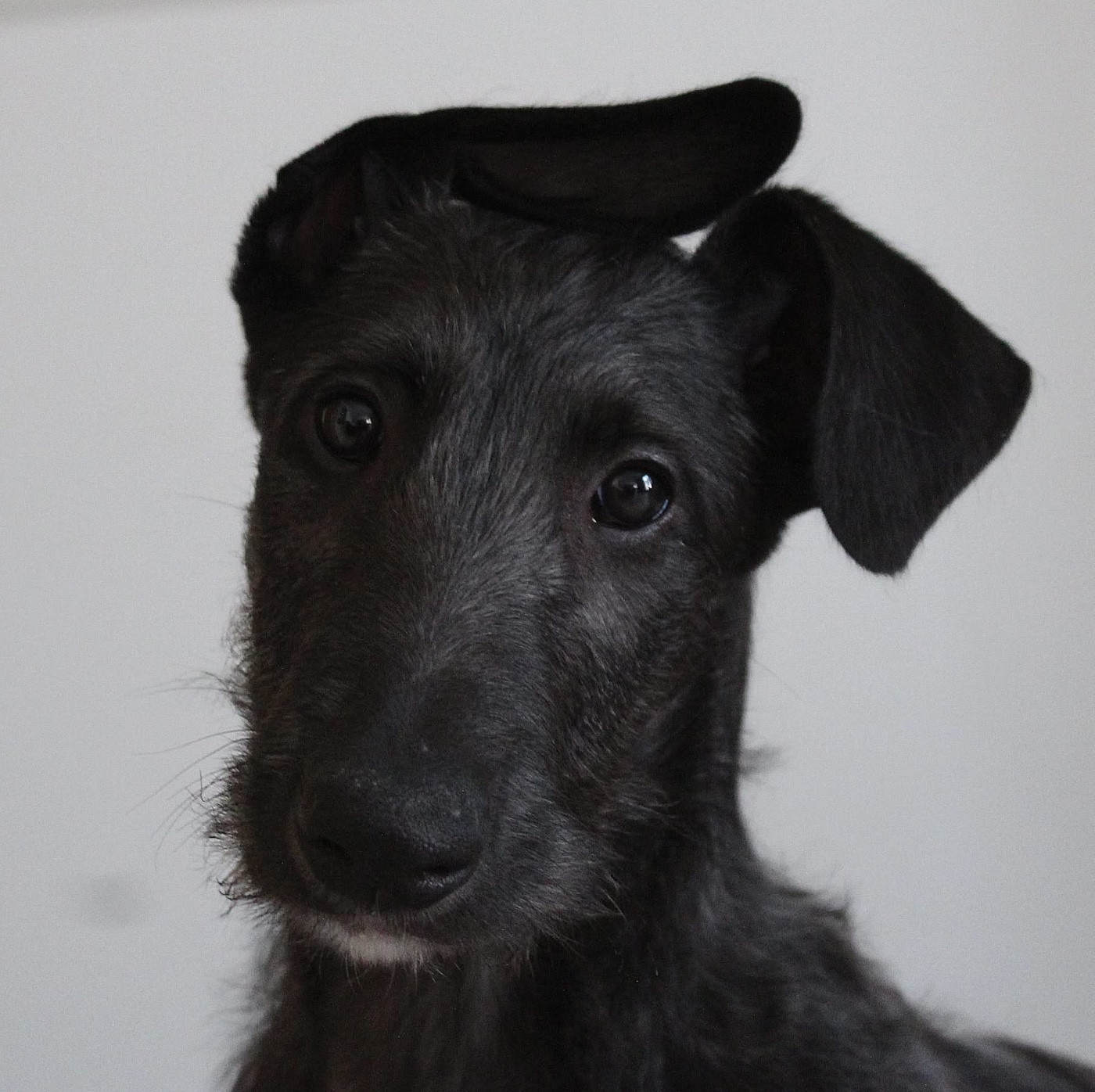 of Muma - Chiots disponibles - Levrier Ecossais